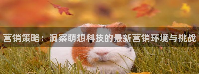 金年会体育app属于正规平台吗