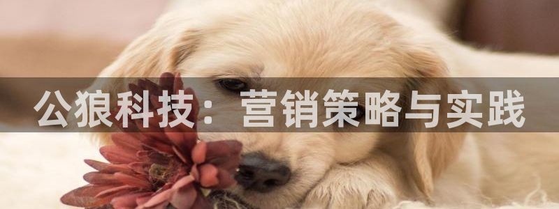 金年会体育官网是多少