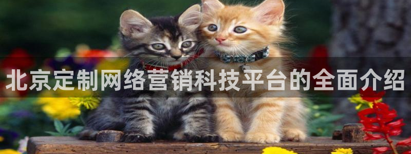 金年会平台真他妈坑人